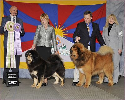 american tibetan mastiff