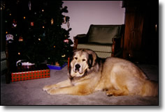 Lola at Christmas time