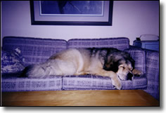Lola comfy in her new home