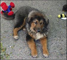Bear