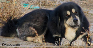 Xena