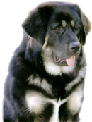 Tibetan Mastiff