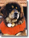 Tibetan Mastiff